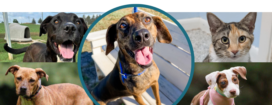 Paws for Lunch: A Place at the Table, A Brighter Future.